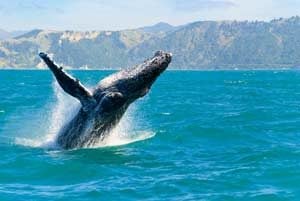 Humpback whale Big Island