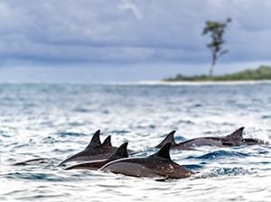 Spinner Delfine tummeln sich vor Hawaii