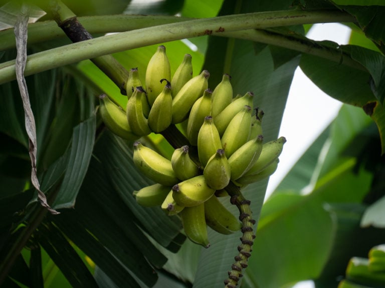 big-island-bananas
