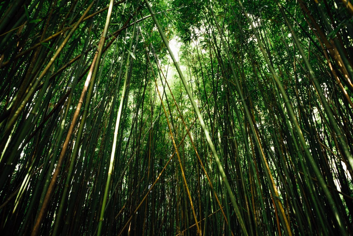bambus wald road to hana Maui
