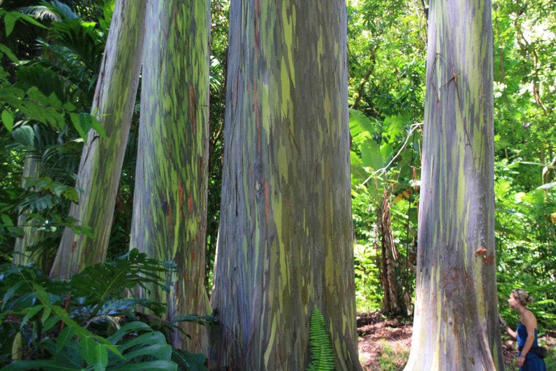 Regenbogen Eukalyptus Baeume Big Island
