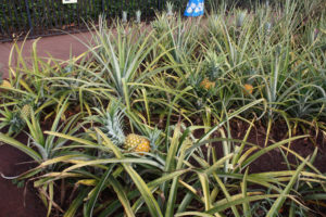 dole ananas plantage 4