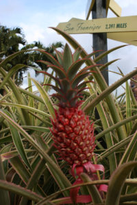 dole ananas plantage 5