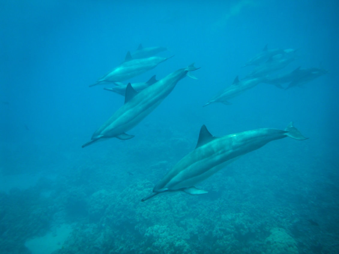 Delphine sehen Kealakekua Bay Big Island