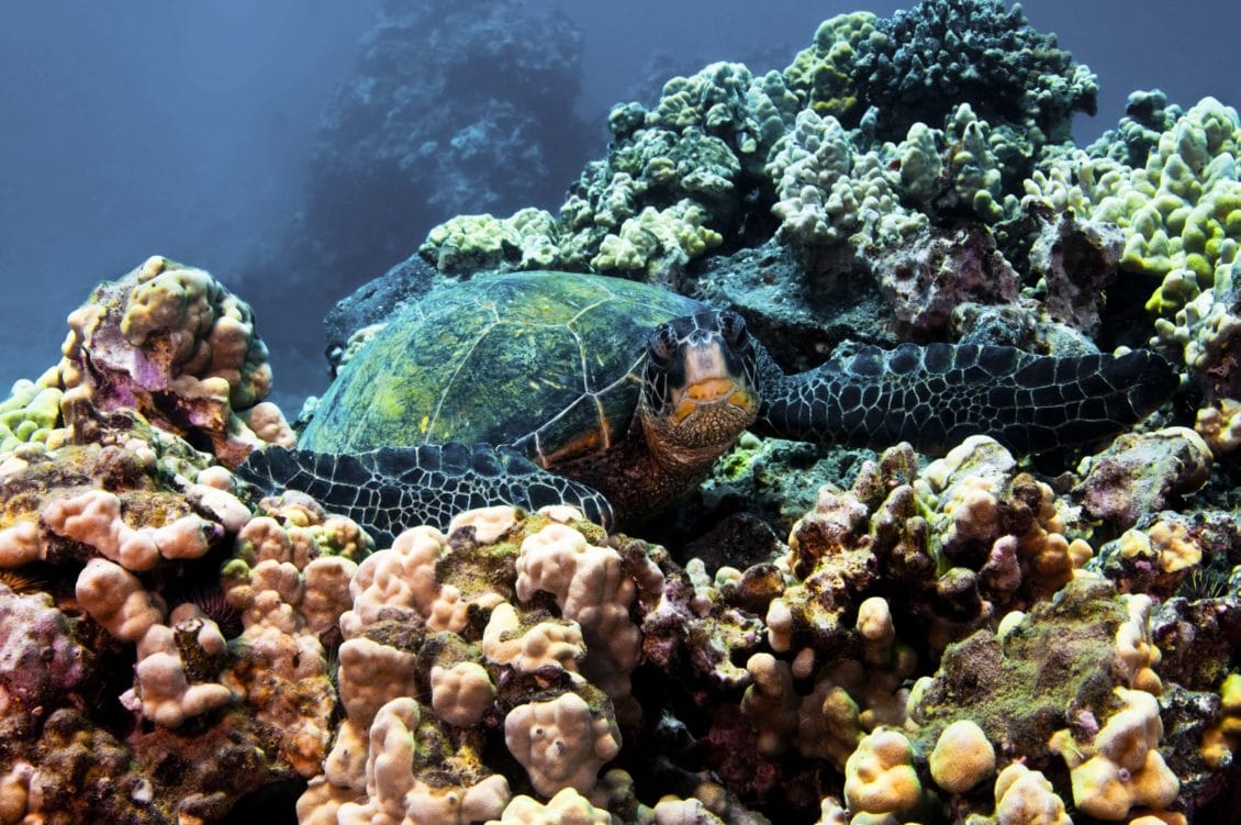 TurtleTownMaui Alle Hawaii Inseln
