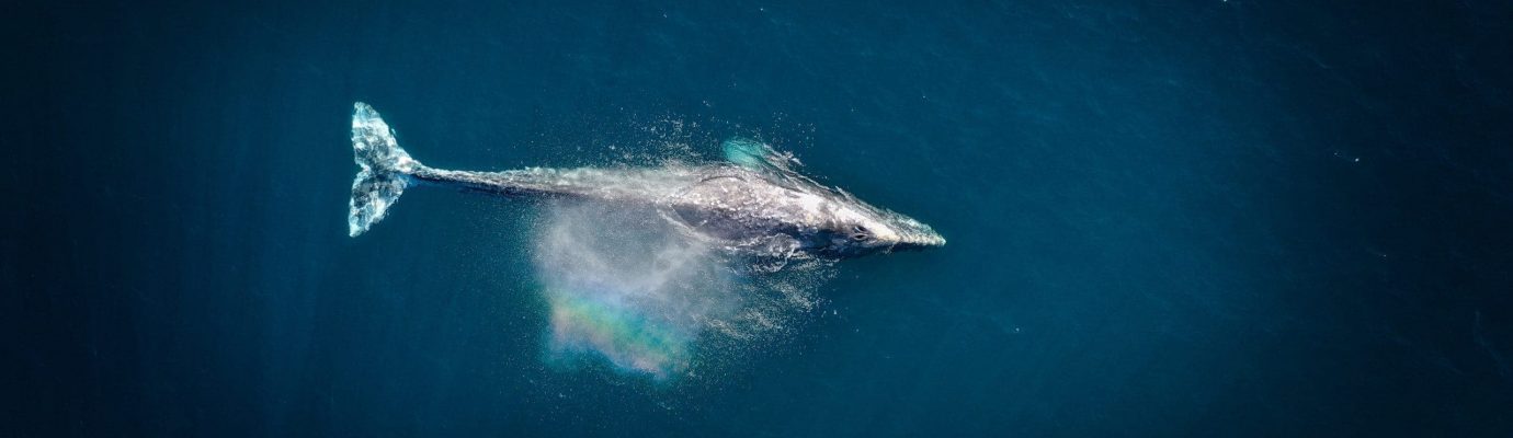 whale-watching-hawaii